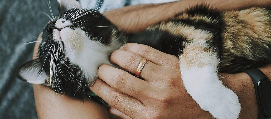 20 purr-fect gift ideas for cat lovers